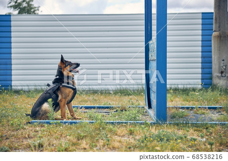 Security dog looking at wooden construction on playground Security dog looking at wooden construction on playground 68538216