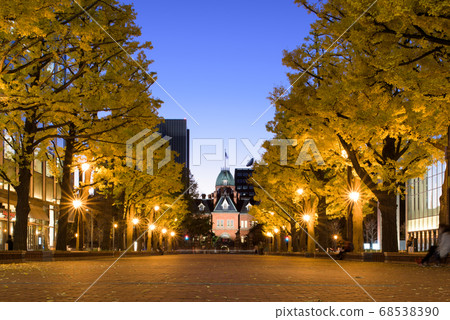 Ginkgo Trees and Former Hokkaido Government Office Building Red Brick Office Building Ginkgo Trees and Former Hokkaido Government Office Building Red Brick Office Building 68538390