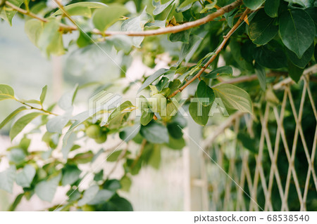 Green persimmon fruit on the branches of the tree. Green persimmon fruit on the branches of the tree. 68538540