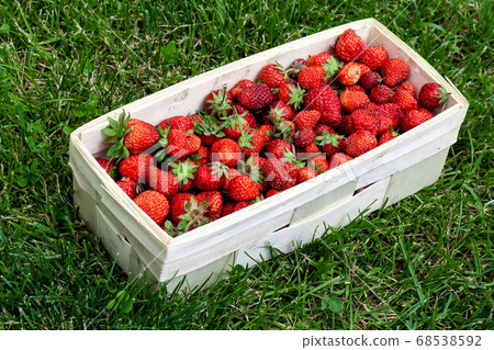Wooden basket with red strawberries on green grass Wooden basket with red strawberries on green grass 68538592