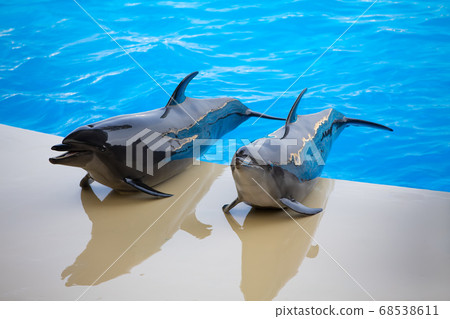 Marine World Dolphin Marine World Dolphin 68538611
