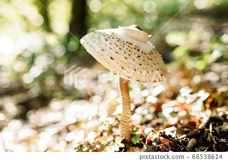 Lepiota mushroom in the grass with autumn foliage in the forest. 68538614