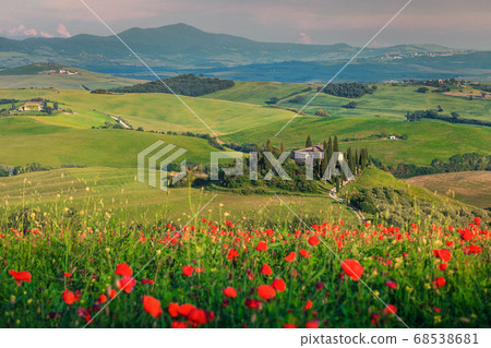 Wonderful red poppies blossom on meadows in Tuscany, Pienza, Italy Wonderful red poppies blossom on meadows in Tuscany, Pienza, Italy 68538681