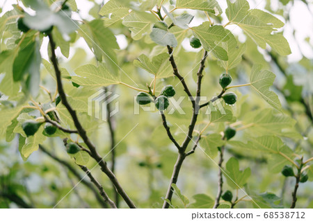 Many fruits of green figs on tree branches covered with raindrops. Many fruits of green figs on tree branches covered with raindrops. 68538712