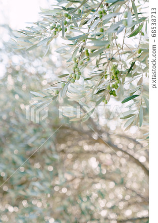 A close-up of green olive fruit on the branches of the tree among the foliage. A close-up of green olive fruit on the branches of the tree among the foliage. 68538713
