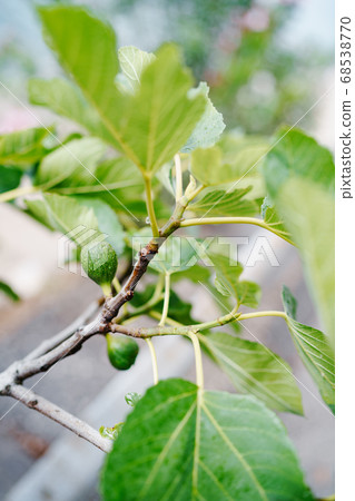 Green raw figs on the branch of a fig tree with morning sun light Green raw figs on the branch of a fig tree with morning sun light 68538770