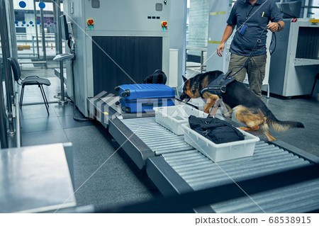Officer and detection dog inspecting luggage in airport 68538915