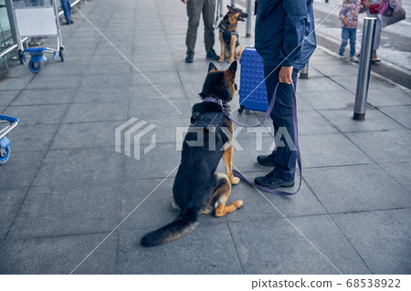 Drug detection dog sitting beside security officer 68538922