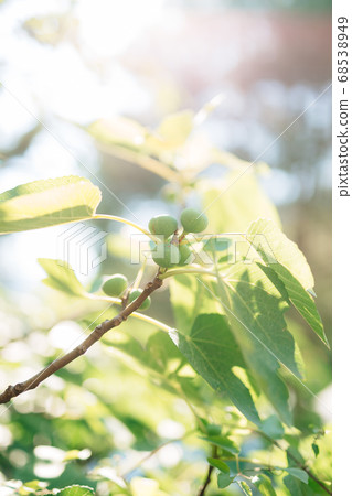 Green fig fruit on tree branches. Bright sun flare of foliage. Green fig fruit on tree branches. Bright sun flare of foliage. 68538949