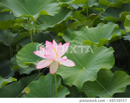 蓮田的蓮花 蓮田的蓮花 68539557
