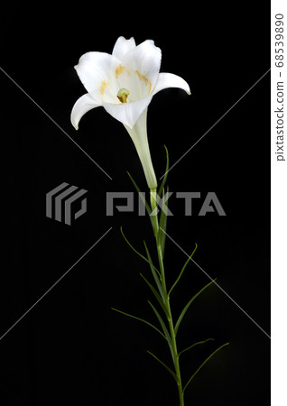 Takasago lily Takasago lily 68539890