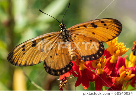 [Acraea violae] Heligo 68540024