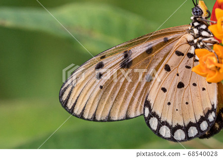 [Acraea violae] Heligo 68540028