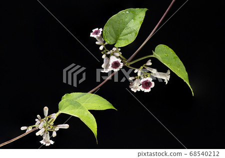 雞屎藤 雞屎藤 68540212