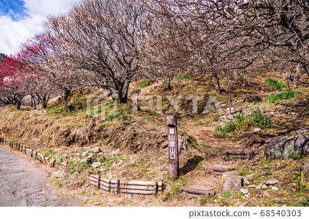 (Kanagawa) Yugawara Bairin Ume no Ue (Kanagawa) Yugawara Bairin Ume no Ue 68540303