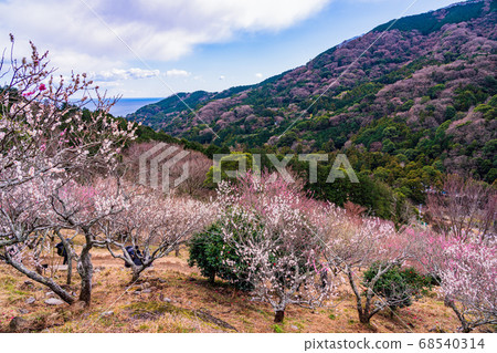 (Kanagawa) Yugawara Bairin Ume no Ue (Kanagawa) Yugawara Bairin Ume no Ue 68540314