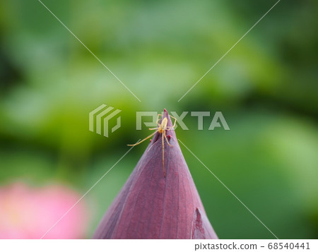 蜘蛛騎在蓮花芽上 68540441