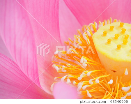 蓮花雄蕊和雌蕊在花梗上 68540906