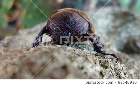 Beetle (female) 68540910