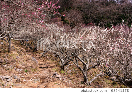 （神奈川縣）湯河原Bai林梅之梅（梅花節） 68541378