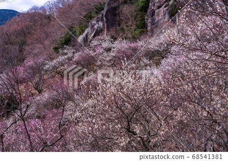 (Kanagawa) Yugawara Bairin Ume no Ue (Plum Festival) (Kanagawa) Yugawara Bairin Ume no Ue (Plum Festival) 68541381