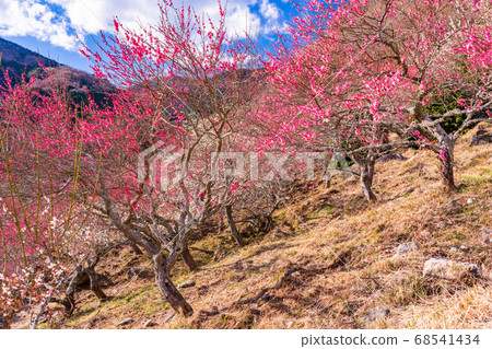 (Kanagawa) Yugawara Bairin Ume no Ue (Plum Festival) 68541434