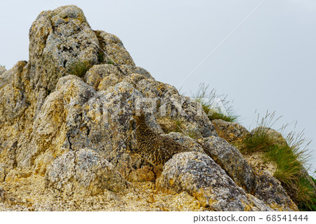 北阿爾卑斯山風景故事（中保溫泉-燕-大瀨-大瀨-大淀） 68541444