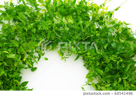 Asparagus Smyrax 68541496