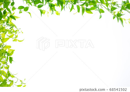 Asparagus Smyrax Asparagus Smyrax 68541502