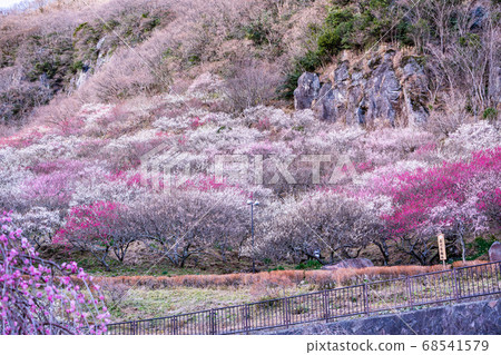 (Kanagawa) Yugawara Bairin Ume no Ue (Plum Festival) at dusk (Kanagawa) Yugawara Bairin Ume no Ue (Plum Festival) at dusk 68541579