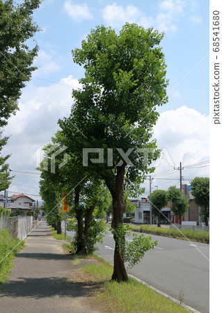 路邊的樹(南京陰霾) 路邊的樹(南京陰霾) 68541680