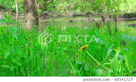 A field of yellow dandelions that sway in the A field of yellow dandelions that sway in the 68541727