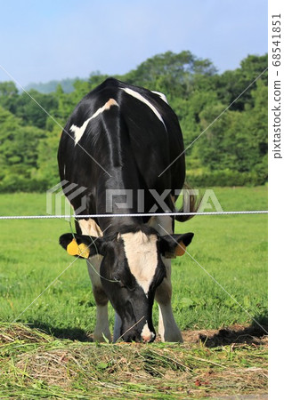 Holstein cattle 68541851