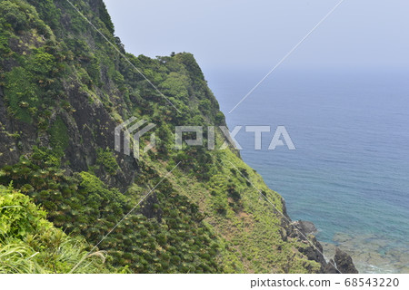 [鹿兒島縣Am美大島] Okaneku Fureai Park的珊瑚礁和蘇鐵 68543220