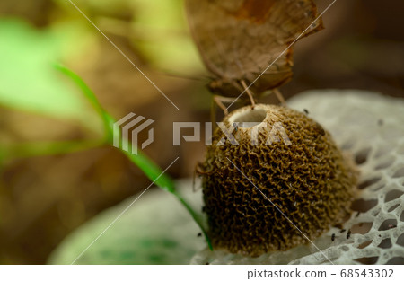 Bamboo mushroom with fly bug on stink cap. Bamboo mushroom with fly bug on stink cap. 68543302