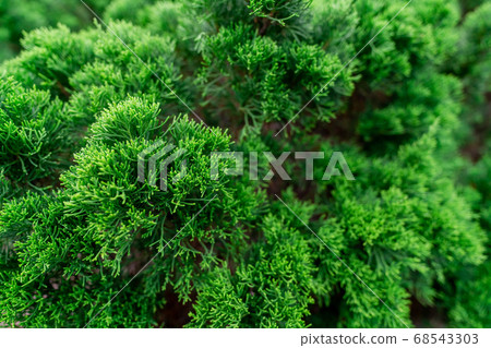 Selective focus on small green leaves. Closeup 68543303