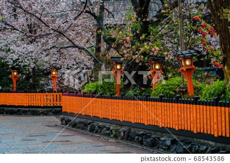 Shooting cherry blossoms in Higashiyama Gion Shirakawa, Kyoto city in spring Shooting cherry blossoms in Higashiyama Gion Shirakawa, Kyoto city in spring 68543586