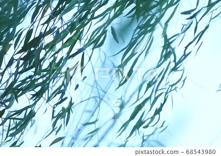 Willow branches and leaves fluttering in the wind Willow branches and leaves fluttering in the wind 68543980