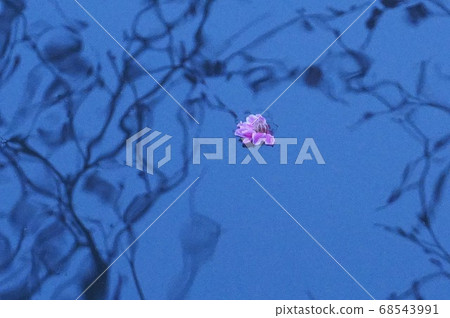 單個紅梅漂浮在水面上 單個紅梅漂浮在水面上 68543991