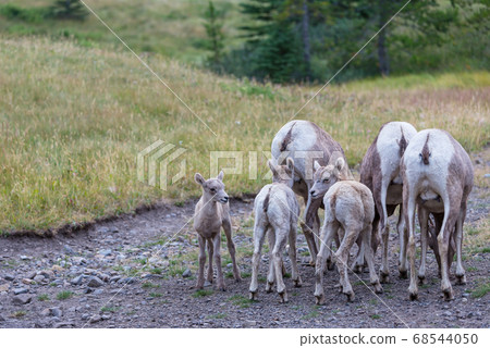 Goat in Canada Goat in Canada 68544050