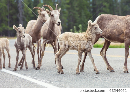 Goat in Canada 68544051