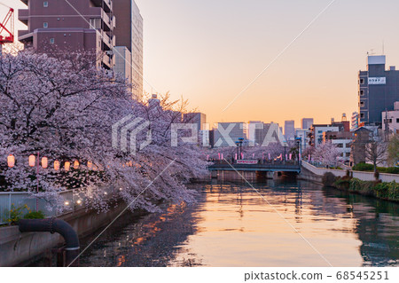 Cherry blossom trees in Monzennaka-cho, Tokyo evening view Cherry blossom trees in Monzennaka-cho, Tokyo evening view 68545251