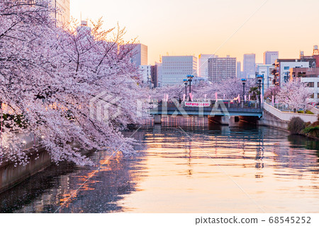 Cherry blossom trees in Monzennaka-cho, Tokyo evening view Cherry blossom trees in Monzennaka-cho, Tokyo evening view 68545252