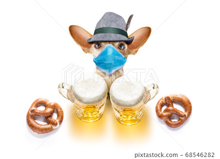 bavarian beer chihuahua dog in coronavirus time 68546282