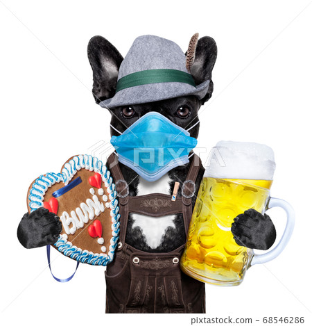 bavarian beer dog in covid 19 time bavarian beer dog in covid 19 time 68546286