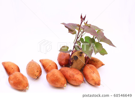 sweet potato growing the leaves 68546649