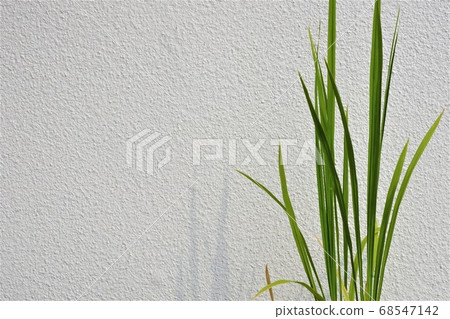 Rice and white wall Rice and white wall 68547142