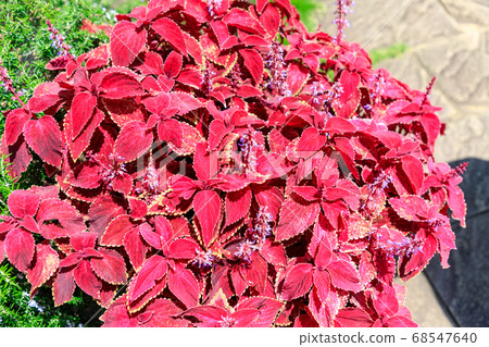 彩葉植物 68547640