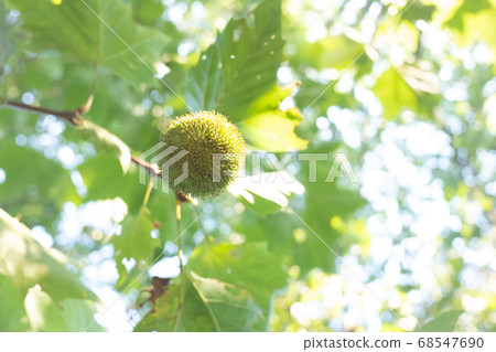 夏天美國梧桐的藍色莓果 夏天美國梧桐的藍色莓果 68547690