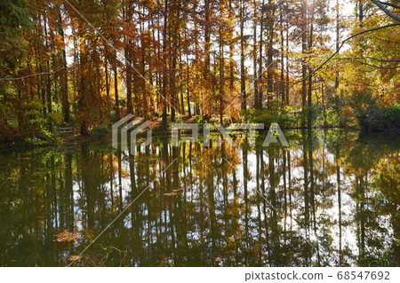 秋天的樹葉 68547692